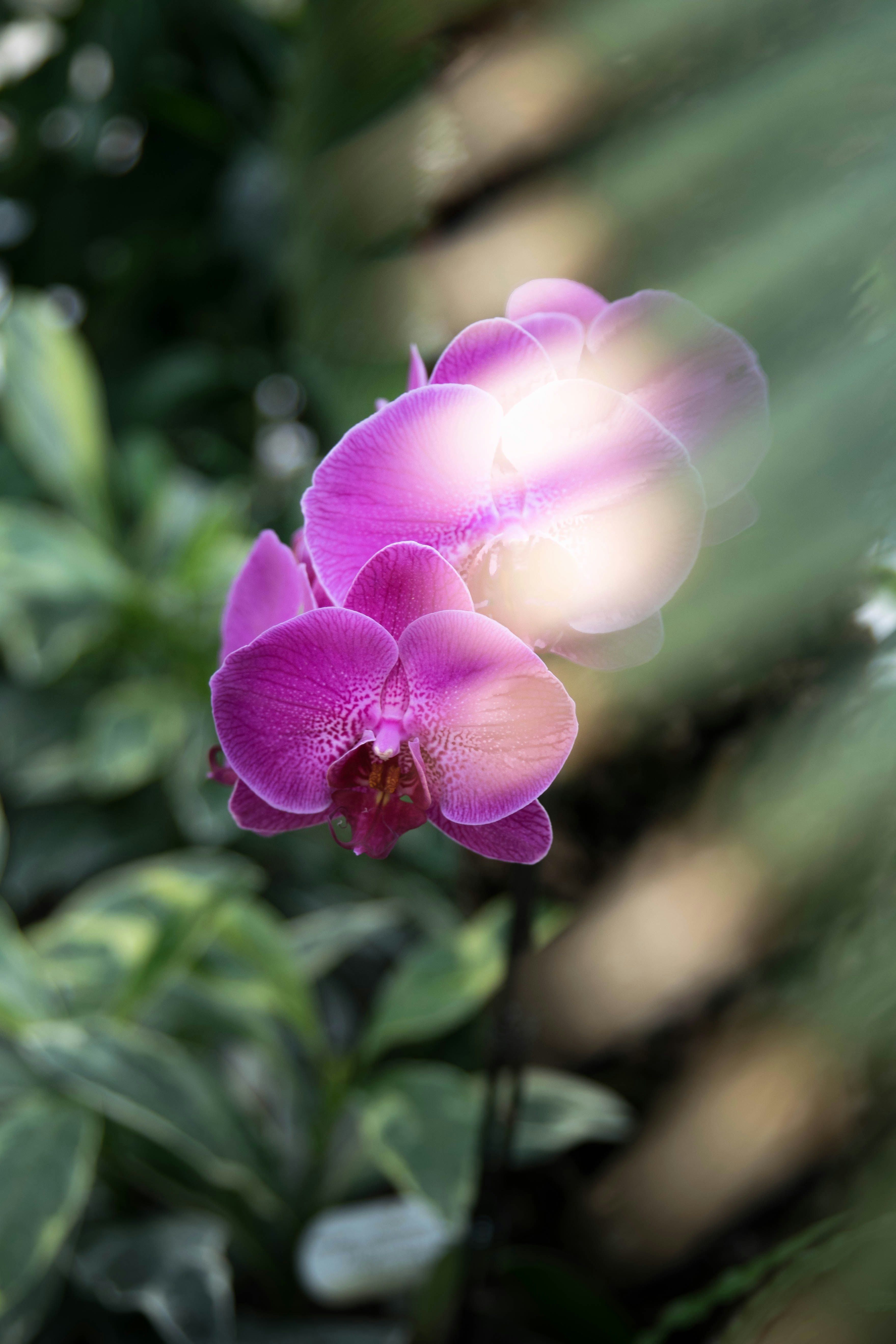 pink moth orchid